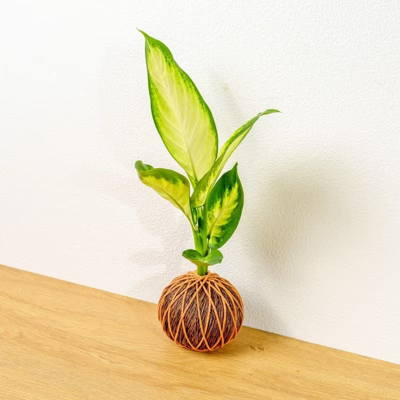 苔球植物 瑪莉安黛粉葉咖啡苔球加磨砂高腳缽 苔球 苔玉 禮物