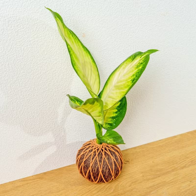 苔球植物 瑪莉安黛粉葉咖啡苔球加磨砂高腳缽 苔球 苔玉 禮物
