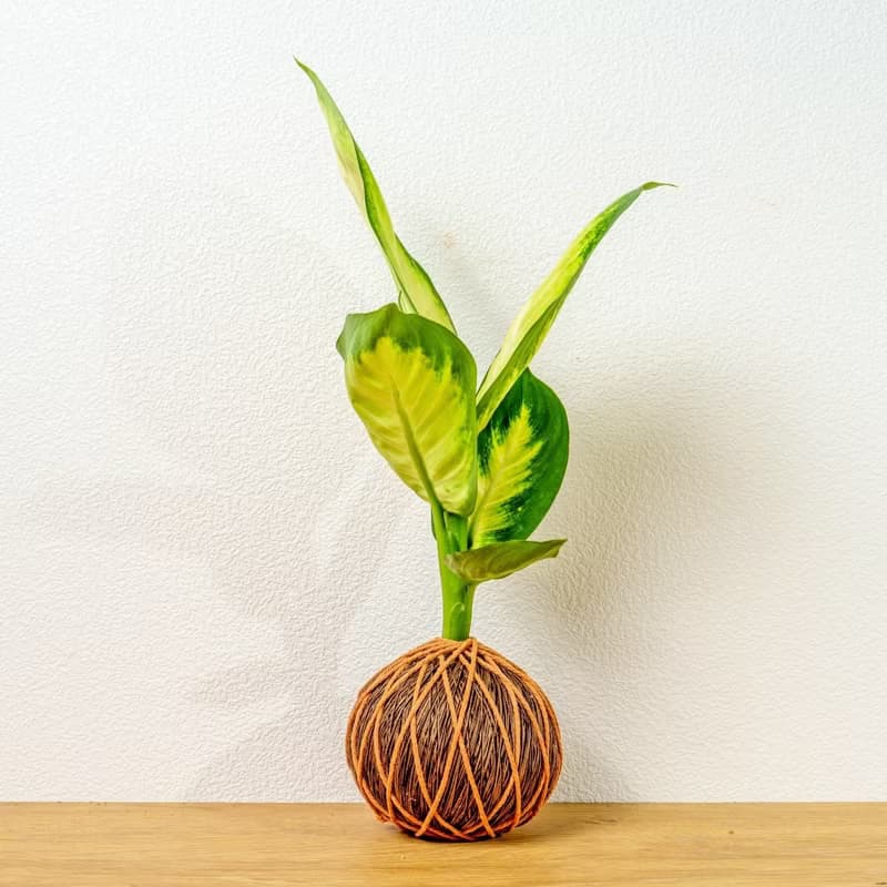 苔球植物 瑪莉安黛粉葉咖啡苔球加磨砂高腳缽 苔球 苔玉 禮物