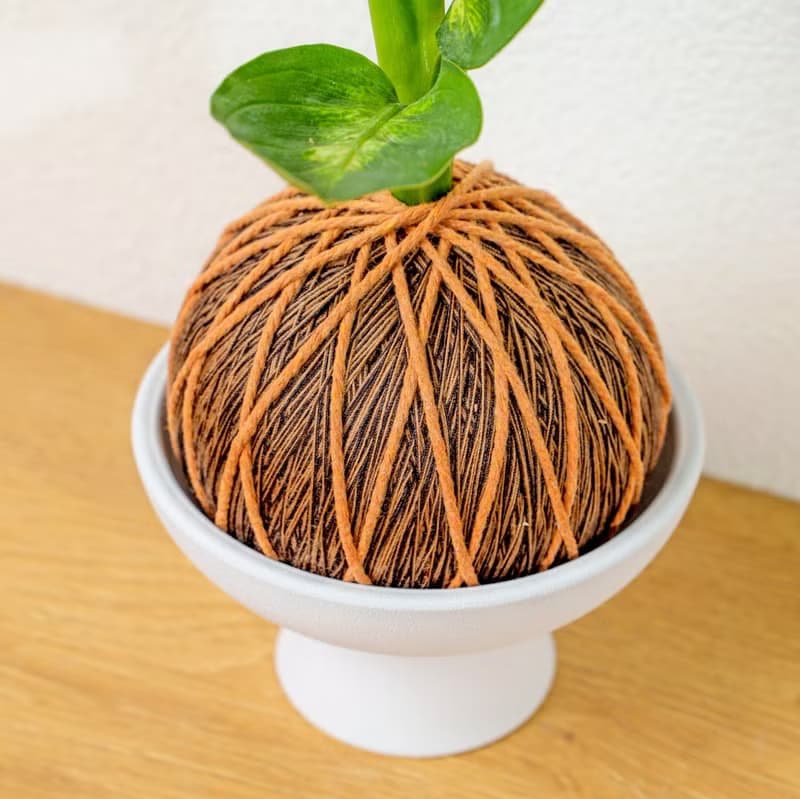 苔球植物 瑪莉安黛粉葉咖啡苔球加磨砂高腳缽 苔球 苔玉 禮物