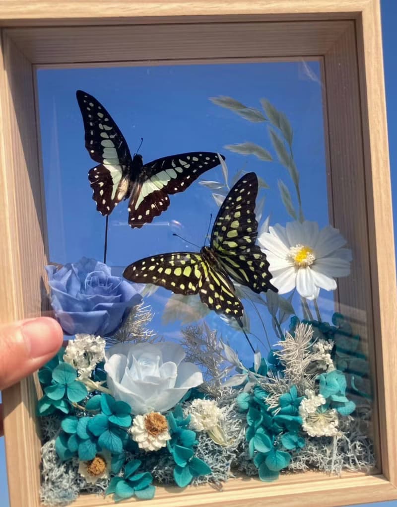 擷取天空。西洋情人節禮物。永生蝴蝶標本。永生玫瑰