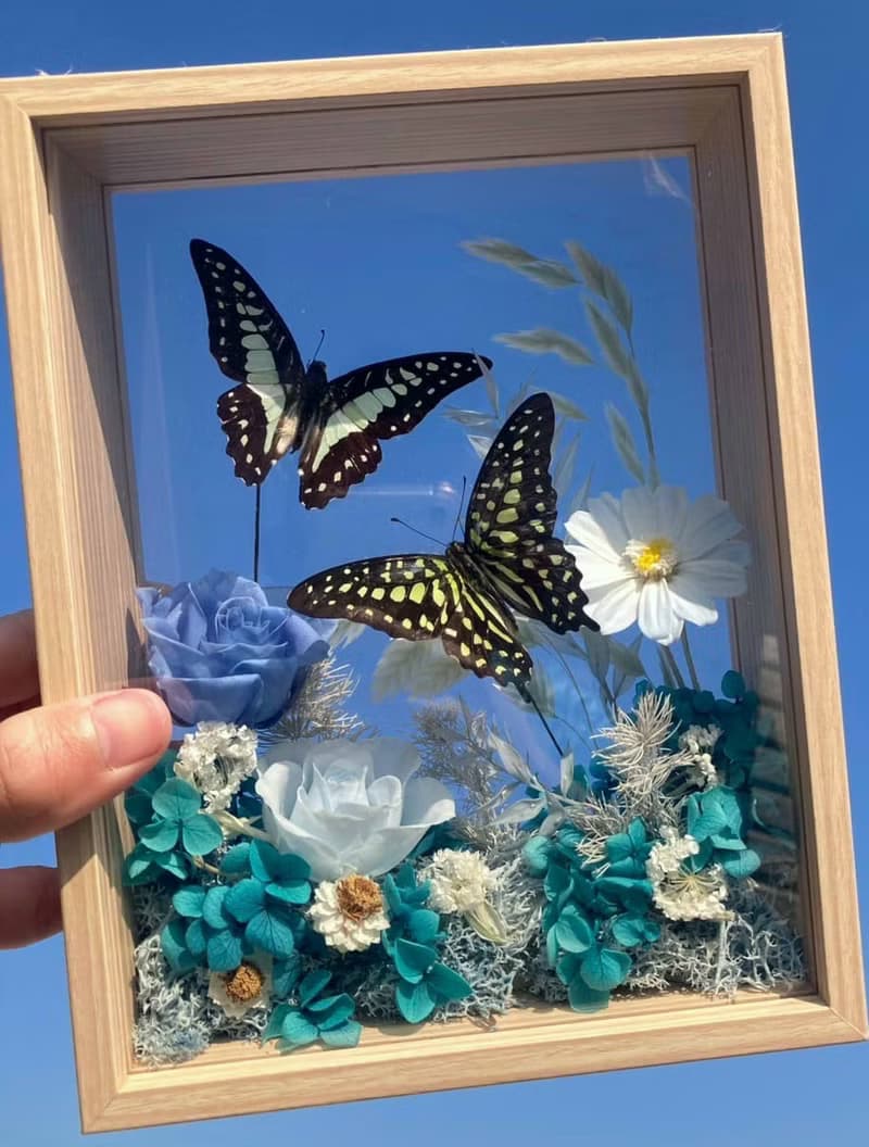 擷取天空。西洋情人節禮物。永生蝴蝶標本。永生玫瑰