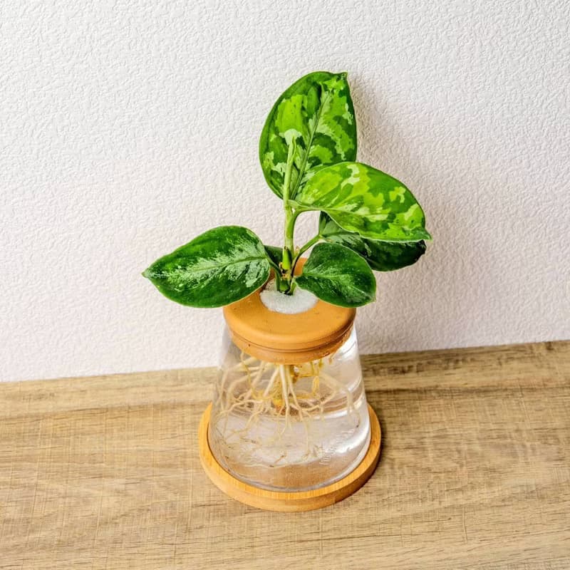 迷彩粗肋草 三角水耕盆栽 室內植物 觀葉植物 禮物 水培