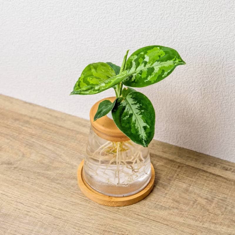 迷彩粗肋草 三角水耕盆栽 室內植物 觀葉植物 禮物 水培