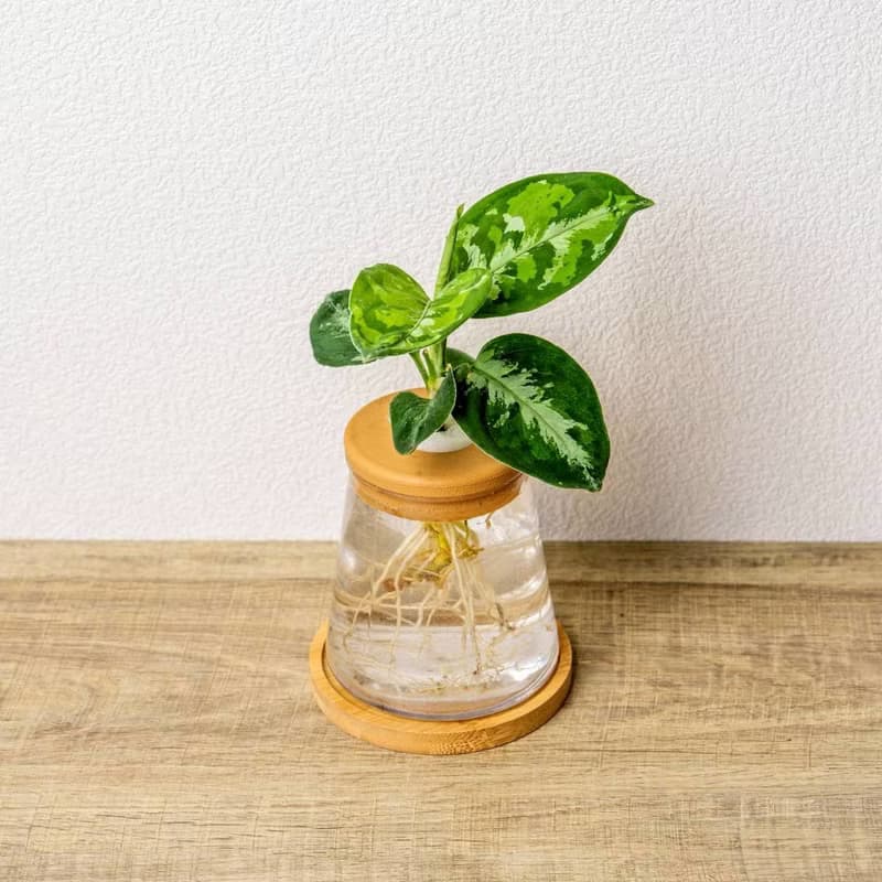 迷彩粗肋草 三角水耕盆栽 室內植物 觀葉植物 禮物 水培