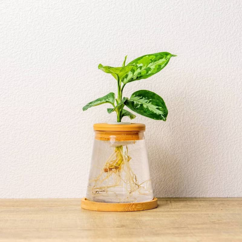 迷彩粗肋草 三角水耕盆栽 室內植物 觀葉植物 禮物 水培