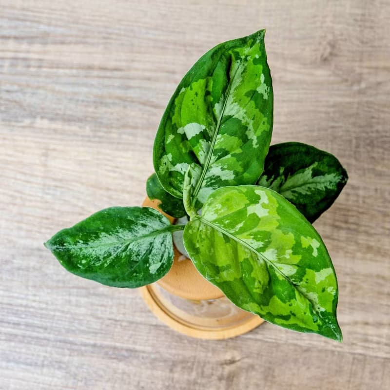 迷彩粗肋草 三角水耕盆栽 室內植物 觀葉植物 禮物 水培