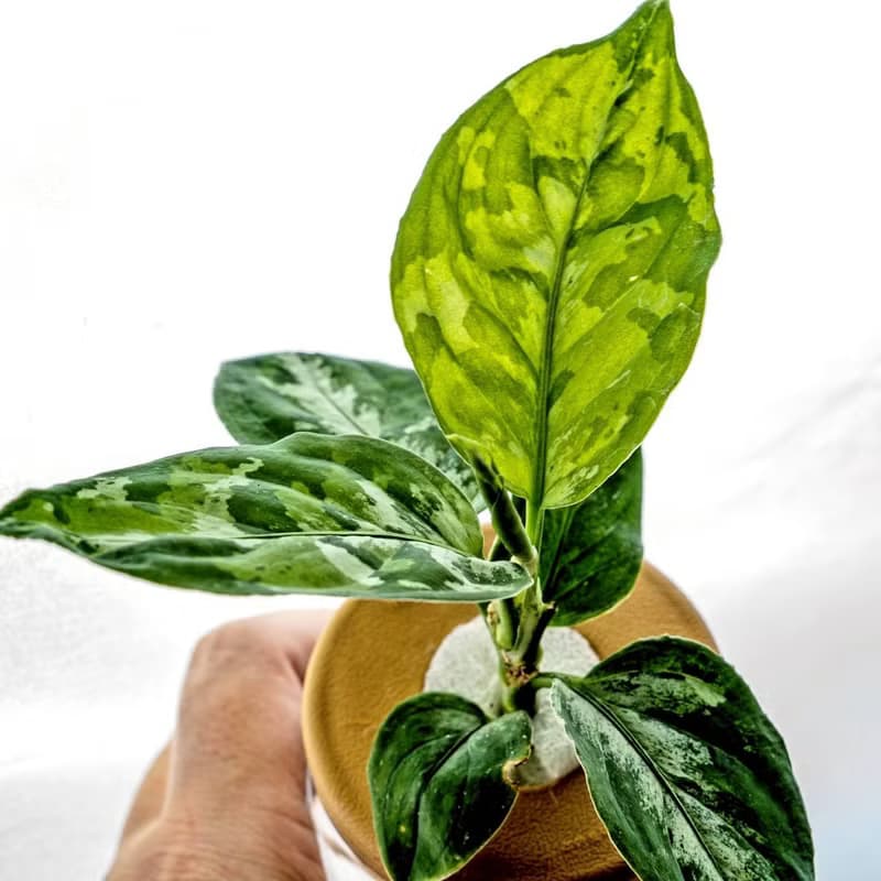 迷彩粗肋草 三角水耕盆栽 室內植物 觀葉植物 禮物 水培