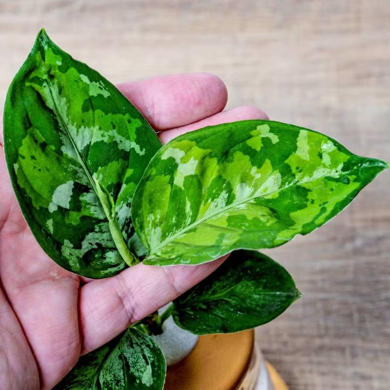 迷彩粗肋草 三角水耕盆栽 室內植物 觀葉植物 禮物 水培