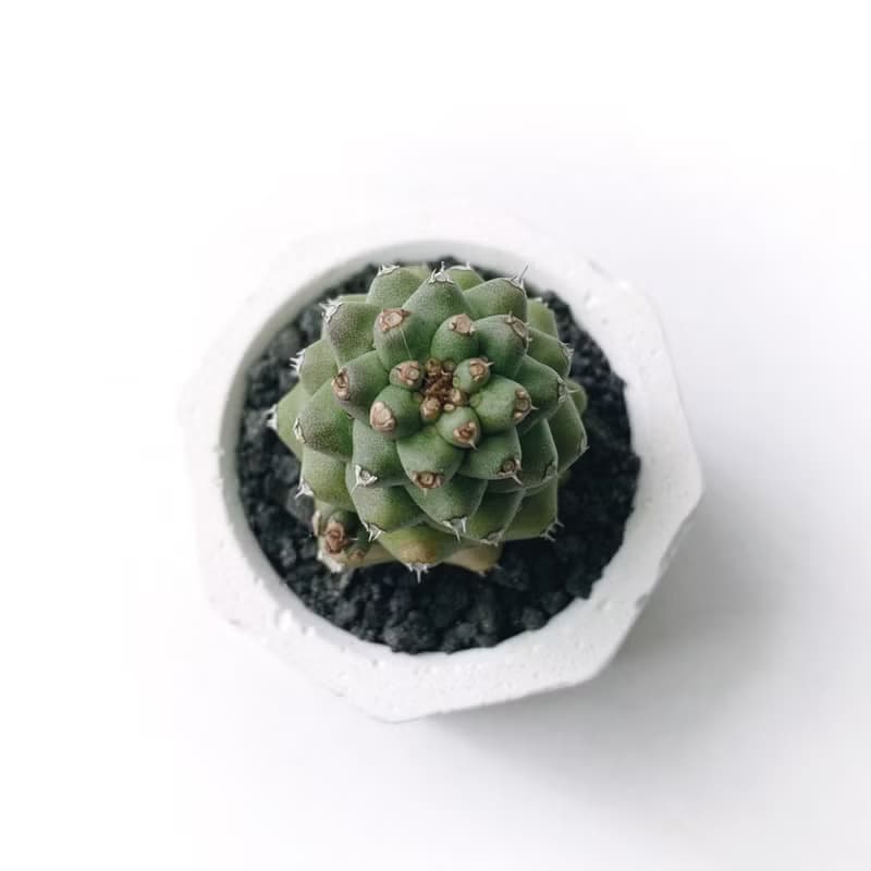 (預購) 白灰漸層系列 | 將軍閣 小八角形水泥多肉植栽