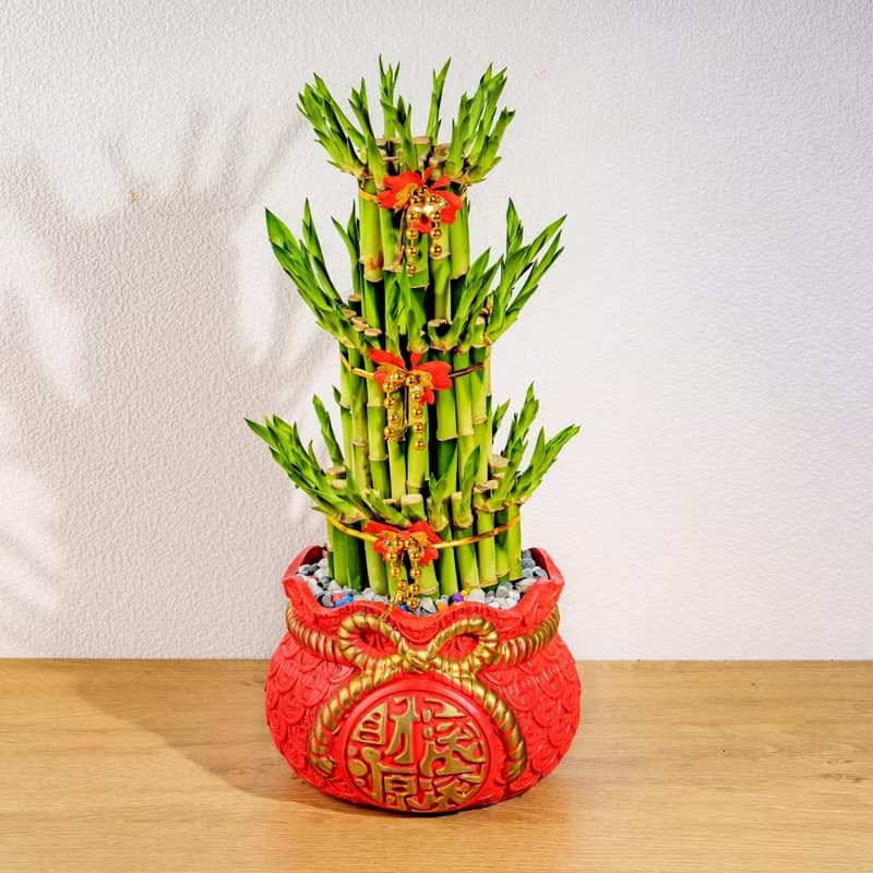 開運竹財源滾滾盆栽 開幕花盆 觀葉植物 居家裝飾 送禮
