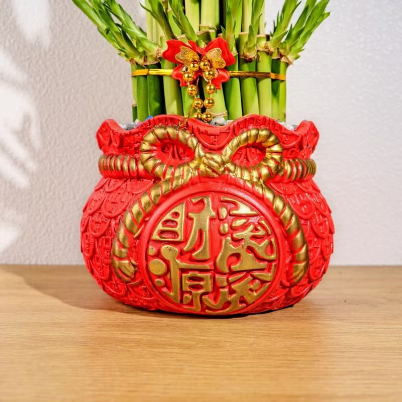 開運竹財源滾滾盆栽 開幕花盆 觀葉植物 居家裝飾 送禮