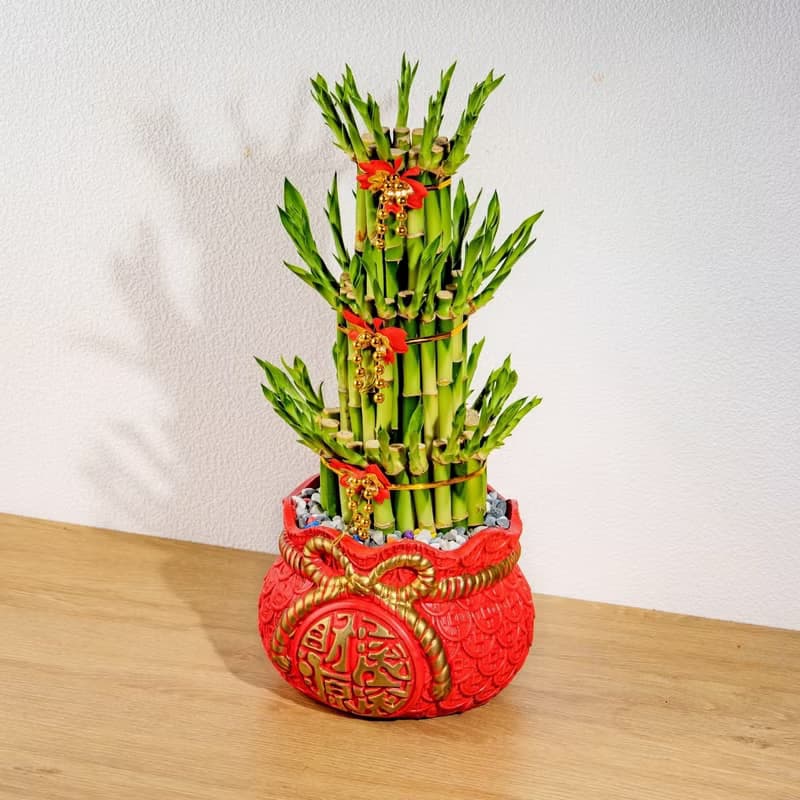 開運竹財源滾滾盆栽 開幕花盆 觀葉植物 居家裝飾 送禮