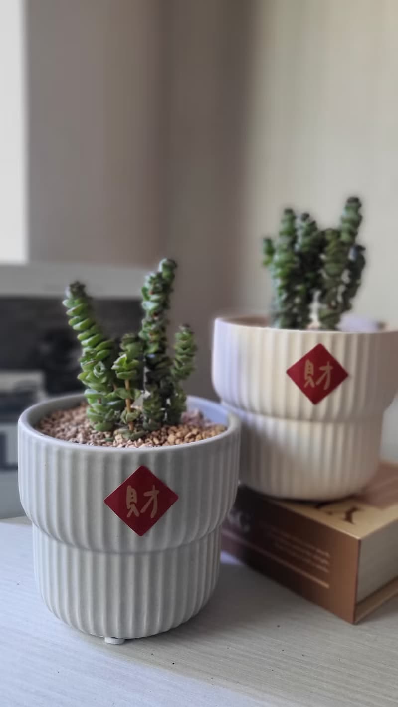 年節味多肉植栽自種組合