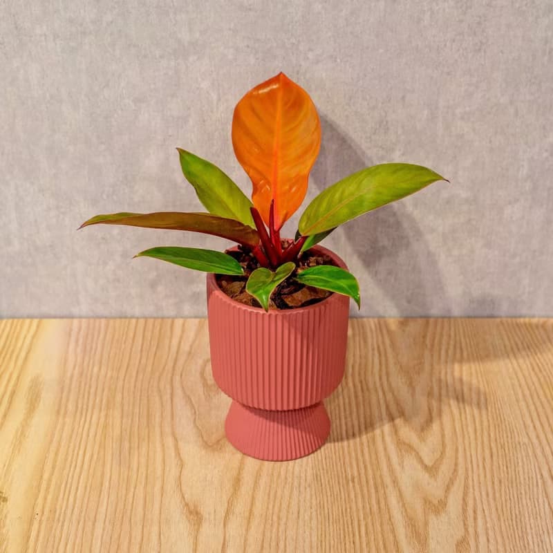 紅帝王蔓綠絨豆沙紅高腳陶盆 桌上盆栽 室內植物 禮物