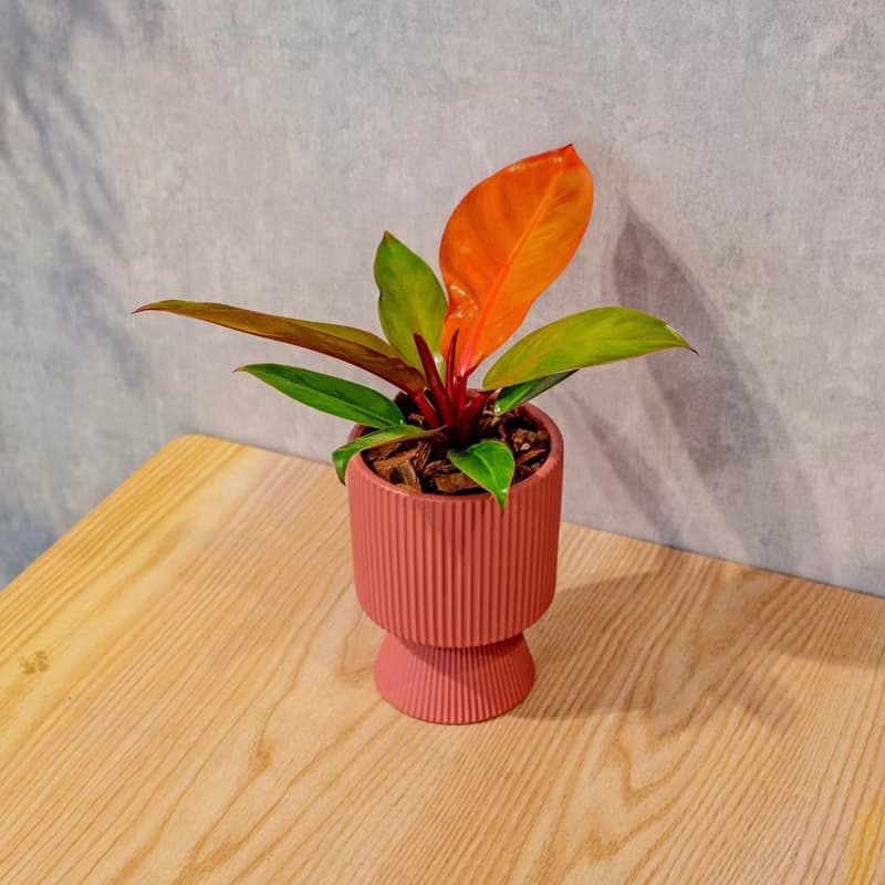紅帝王蔓綠絨豆沙紅高腳陶盆 桌上盆栽 室內植物 禮物