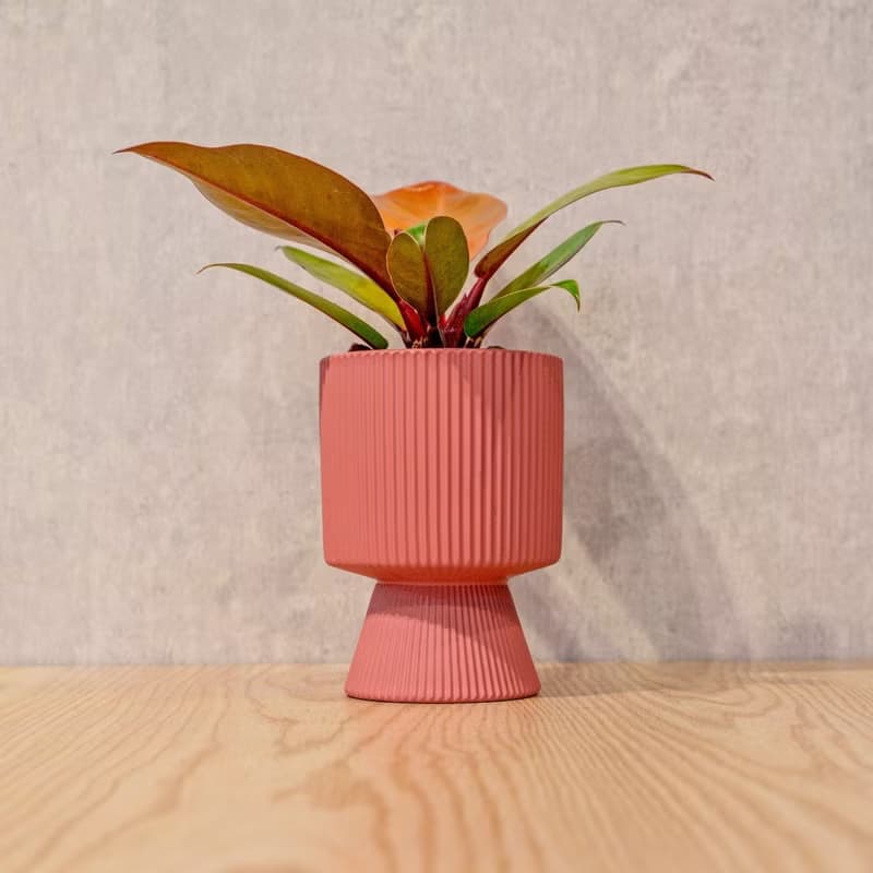 紅帝王蔓綠絨豆沙紅高腳陶盆 桌上盆栽 室內植物 禮物