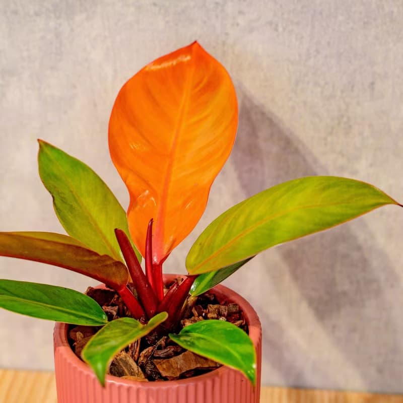 紅帝王蔓綠絨豆沙紅高腳陶盆 桌上盆栽 室內植物 禮物
