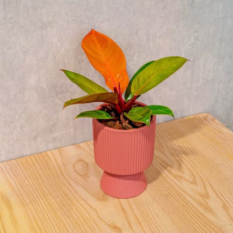 紅帝王蔓綠絨豆沙紅高腳陶盆 桌上盆栽 室內植物 禮物