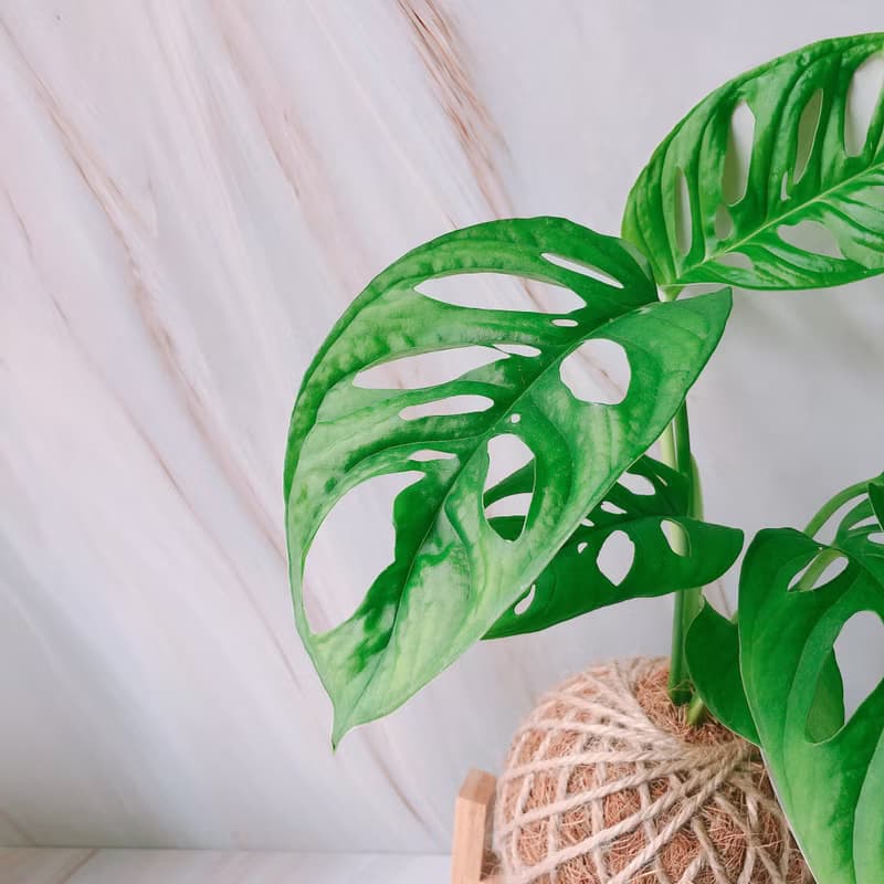 小苔球 窗孔龜背芋 植栽
