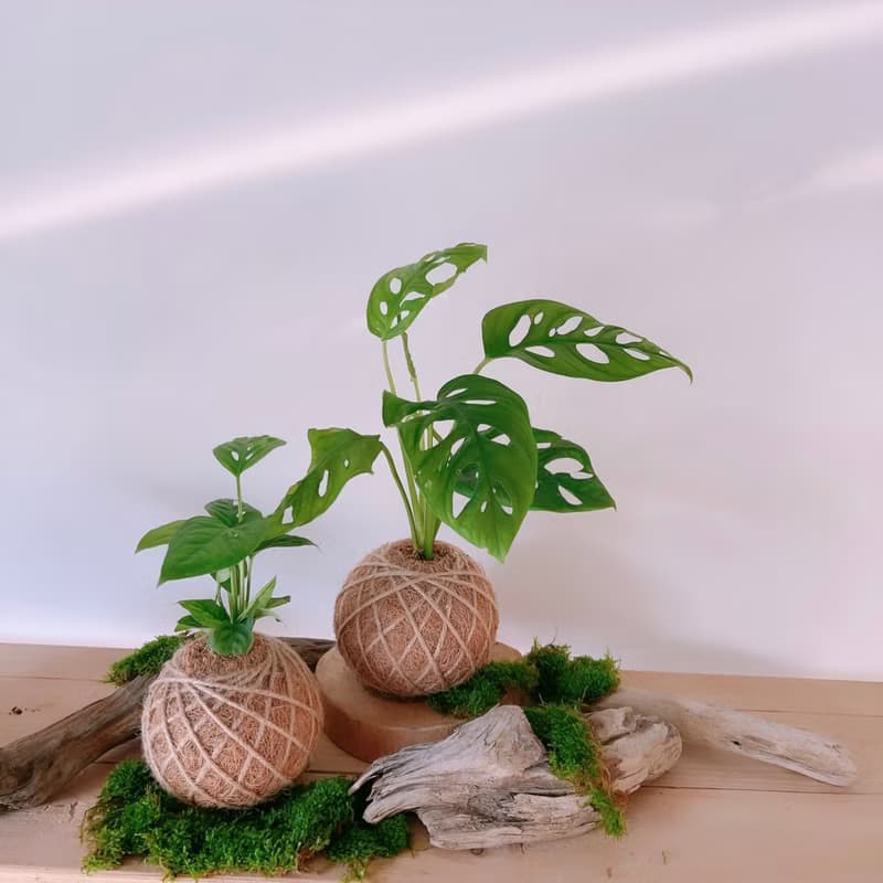 小苔球 窗孔龜背芋 植栽