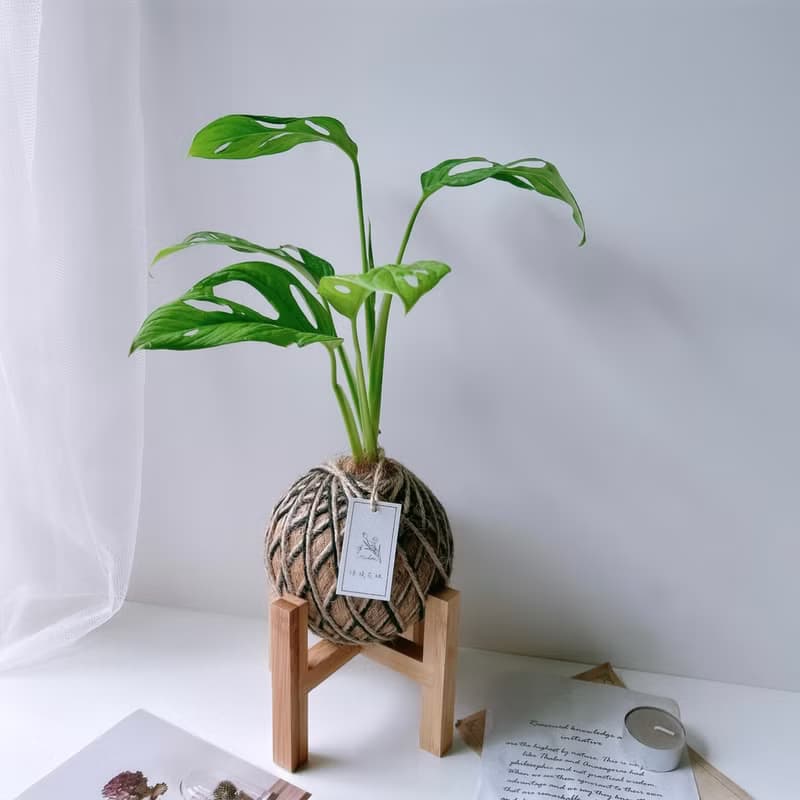 小苔球 窗孔龜背芋 植栽