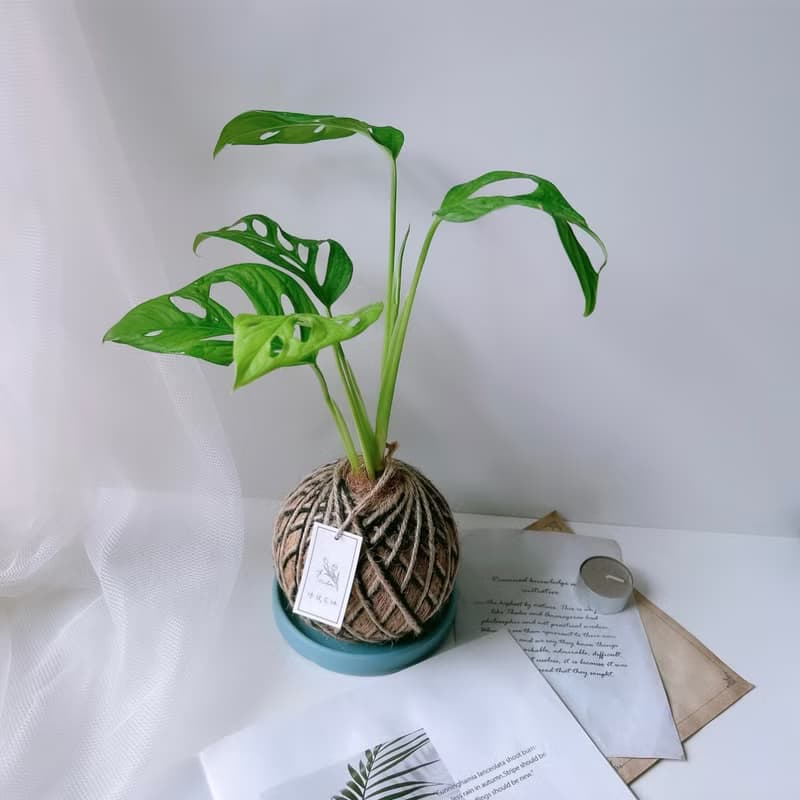 小苔球 窗孔龜背芋 植栽