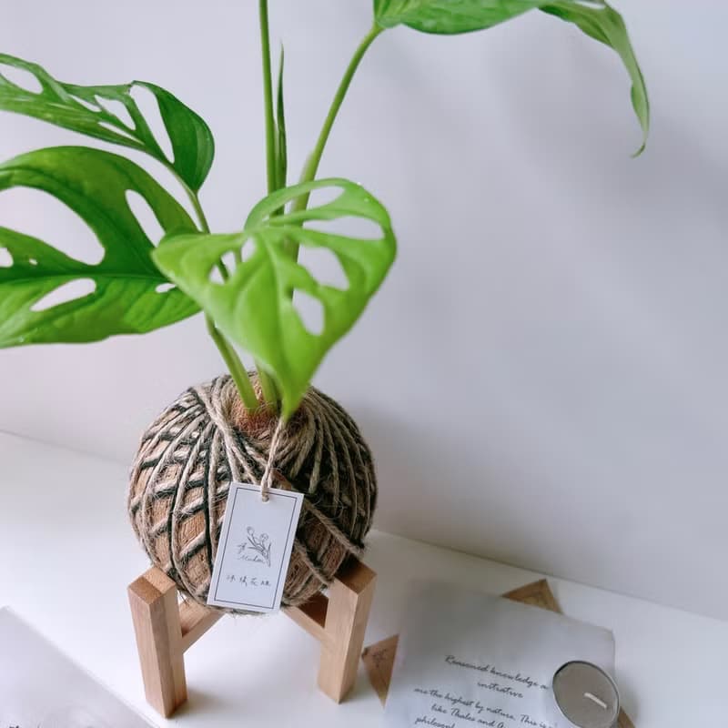 小苔球 窗孔龜背芋 植栽