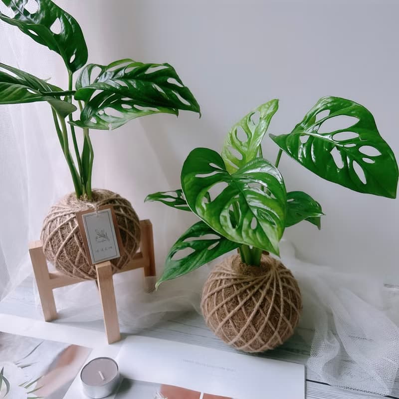小苔球 窗孔龜背芋 植栽
