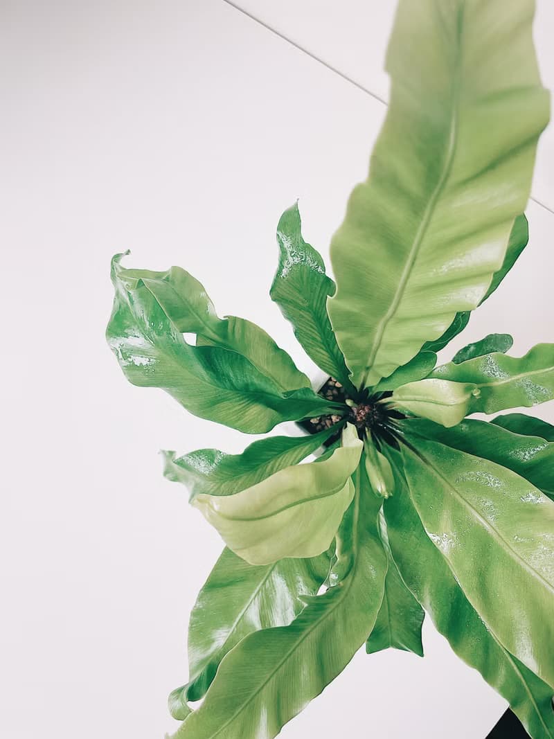 植栽房-室內盆栽.淨化空氣.觀葉植物水泥盆栽