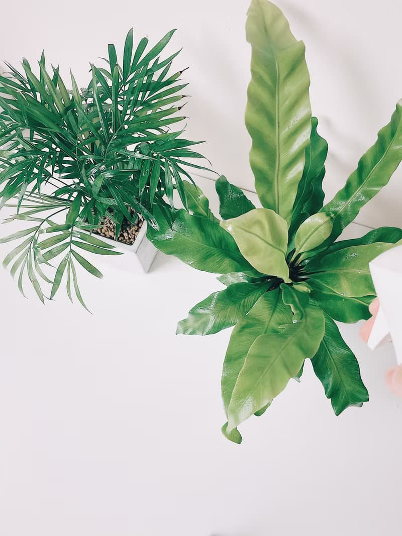 植栽房-室內盆栽.淨化空氣.觀葉植物水泥盆栽