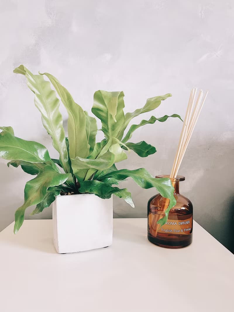 植栽房-室內盆栽.淨化空氣.觀葉植物水泥盆栽