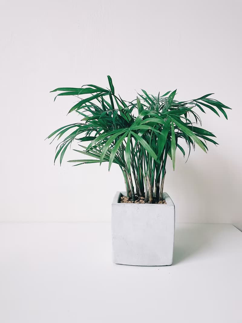 植栽房-室內盆栽.淨化空氣.觀葉植物水泥盆栽