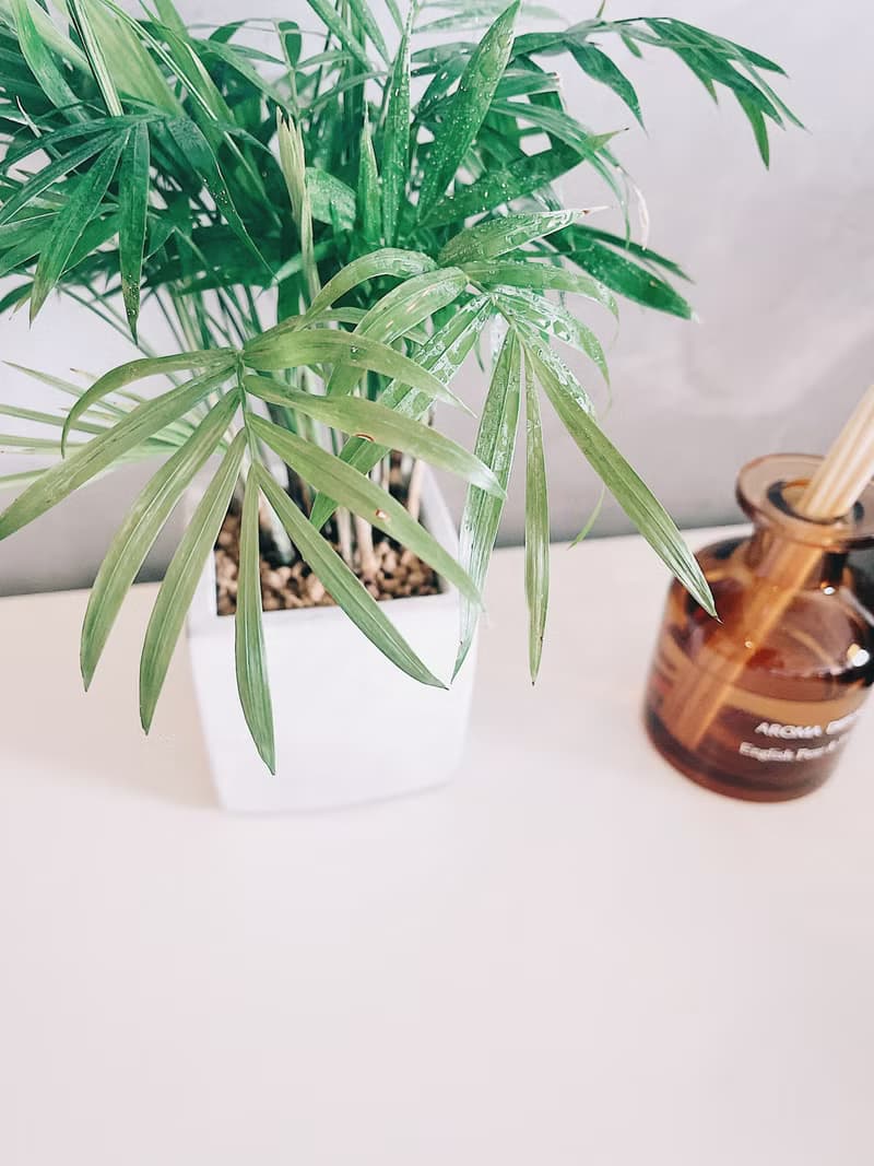 植栽房-室內盆栽.淨化空氣.觀葉植物水泥盆栽