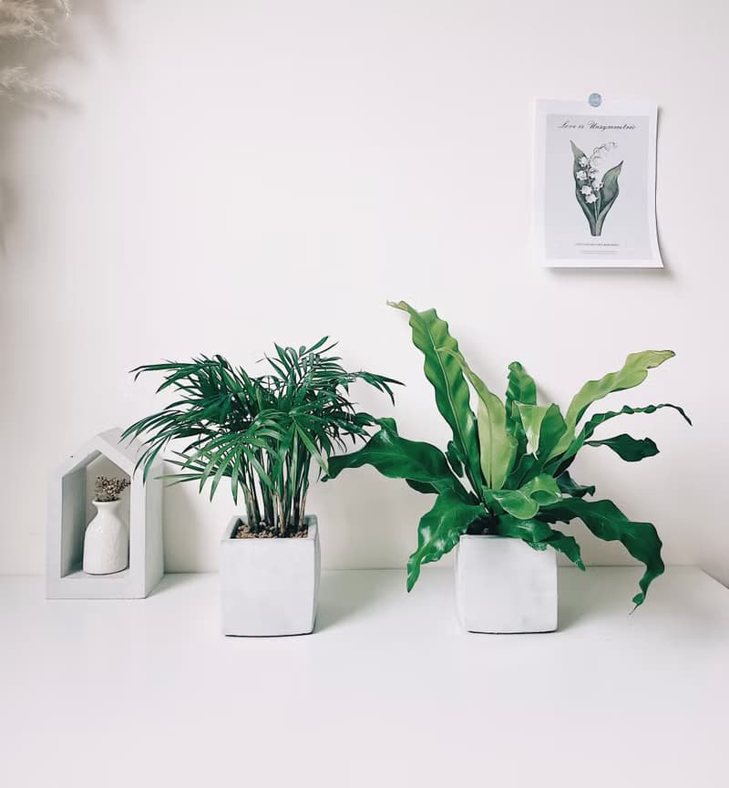 植栽房-室內盆栽.淨化空氣.觀葉植物水泥盆栽