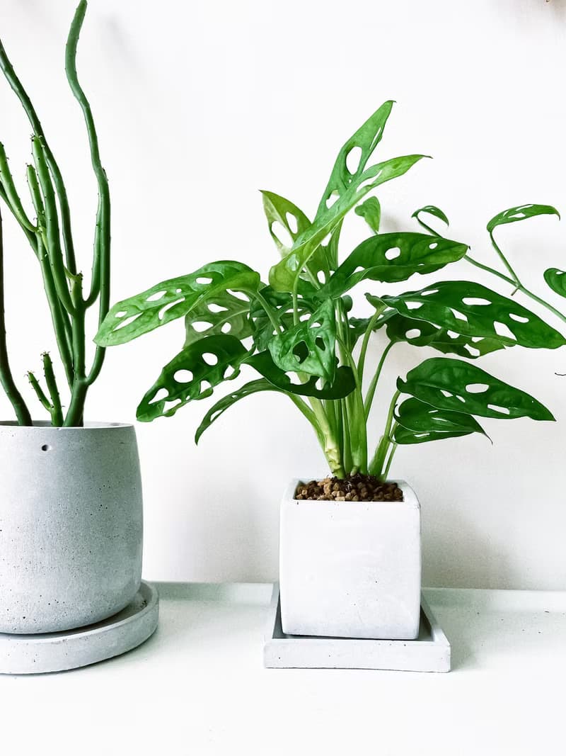 植栽房-室內盆栽.淨化空氣.觀葉植物水泥盆栽