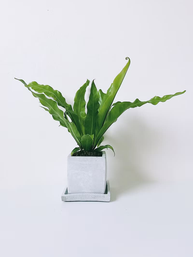 植栽房-室內盆栽.淨化空氣.觀葉植物水泥盆栽