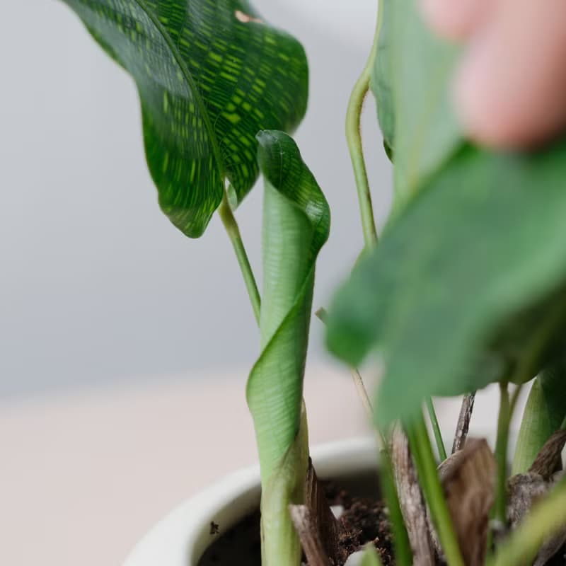 馬賽克竹芋