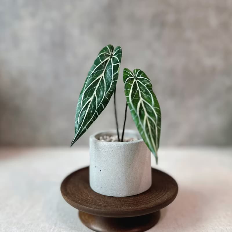 火鶴之后－手工革製小盆栽 送禮
