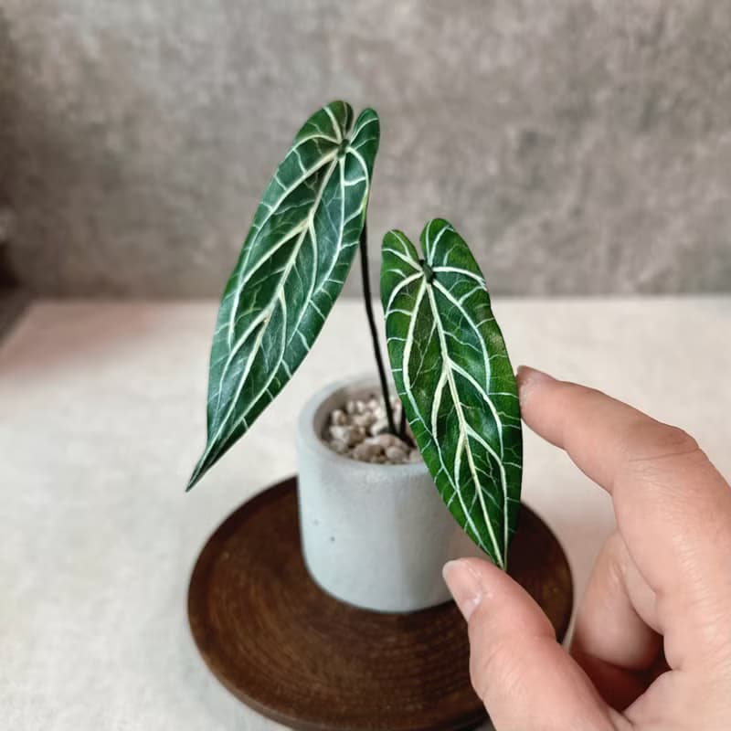 火鶴之后－手工革製小盆栽 送禮