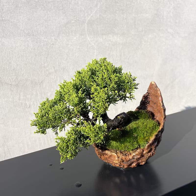 小品盆栽-系魚川真柏 盆景 送禮
