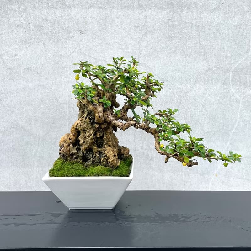 小品盆栽-福建茶 付石 盆景