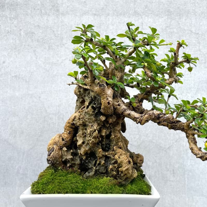 小品盆栽-福建茶 付石 盆景