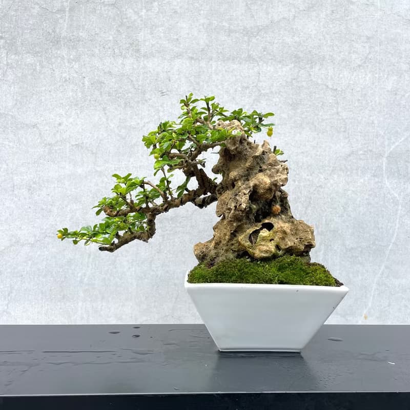 小品盆栽-福建茶 付石 盆景
