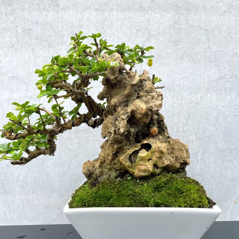 小品盆栽-福建茶 付石 盆景