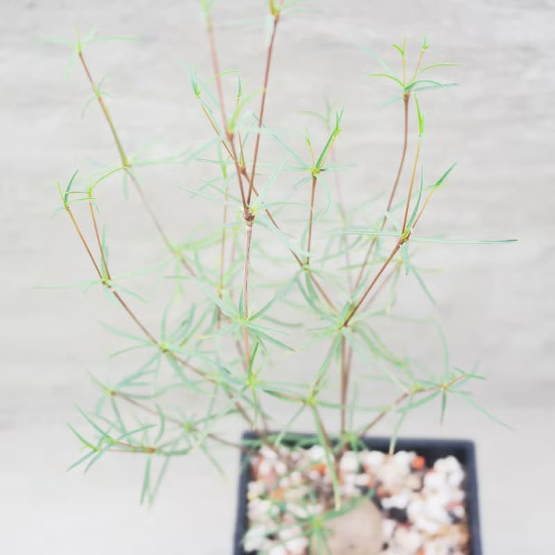 【荳荳多肉】【柳葉麒麟】喬遷│送禮│升遷│多肉植物