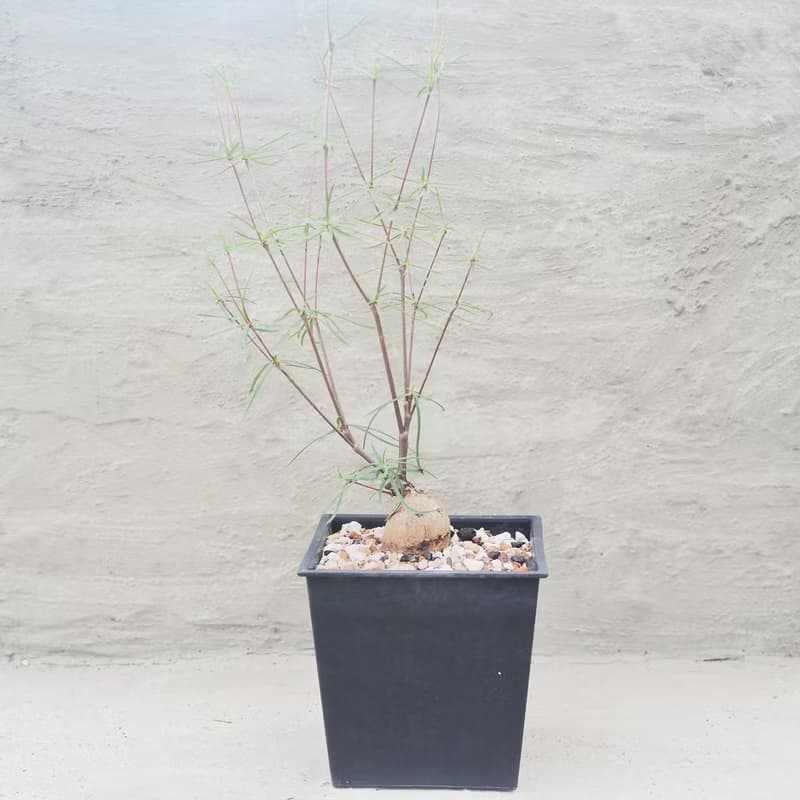 【荳荳多肉】【柳葉麒麟】喬遷│送禮│升遷│多肉植物