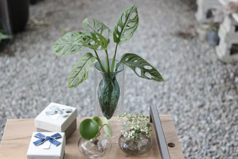 水培植栽│窗孔龜背芋_室內植物 辦公室盆栽 店內擺設 送禮
