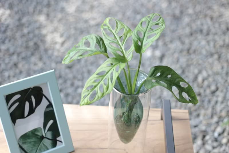水培植栽│窗孔龜背芋_室內植物 辦公室盆栽 店內擺設 送禮