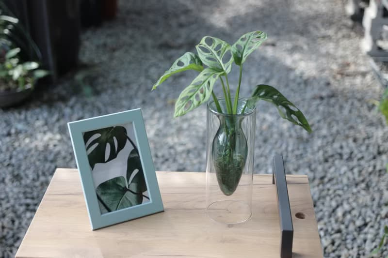 水培植栽│窗孔龜背芋_室內植物 辦公室盆栽 店內擺設 送禮
